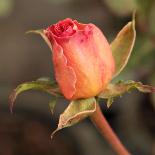 Rosa  Tiffany - růžová - Stromkové růže s květmi čajohybridů - stromková růže s rovnými stonky v koruně